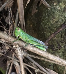 Hieroglyphus tonkinensis