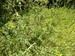 Spiraea hypericifolia