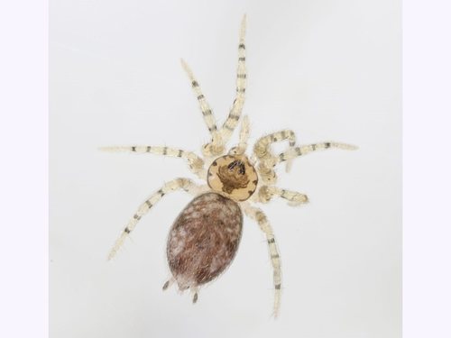 Oecobius annulipes