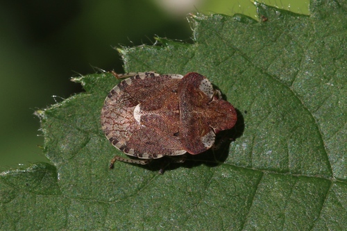 Dyroderes umbraculatus