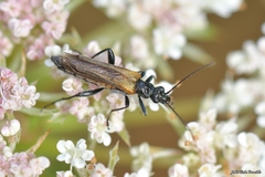 Oedemera simplex