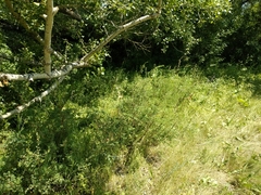 Spiraea hypericifolia