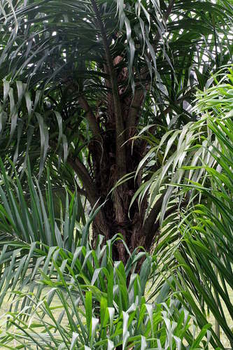 Bactris gasipaes - Leaves