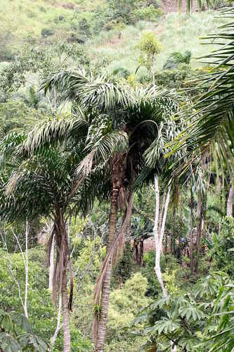 Bactris gasipaes - Leaves