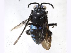 Thyreus nitidulus
