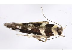 Macrobathra sarcoleuca