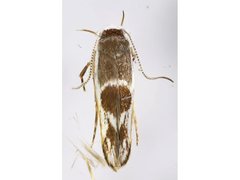 Stathmopoda megathyma