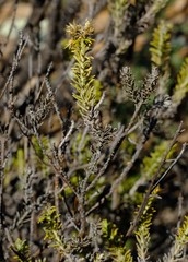 Helichrysum hamulosum