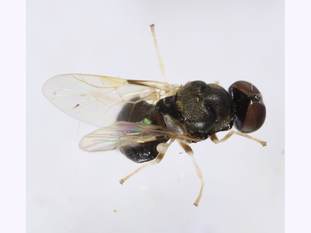 Damaromyia