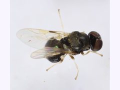 Damaromyia clivosa