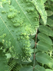 Aceria zhejiangensis