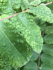 Aceria zhejiangensis