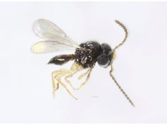 Platygastridae