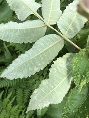 Aceria zhejiangensis