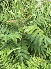 Aceria zhejiangensis