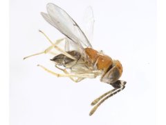 Anagyrus