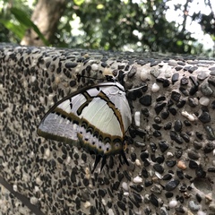 Polyura eudamippus formosana