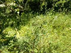 Spiraea hypericifolia