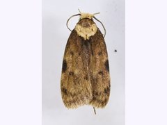 Elaeonoma deltacostamela