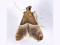 Persicoptera compsopa