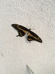 Papilio ornythion ornythion