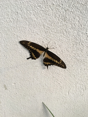 Papilio ornythion ornythion