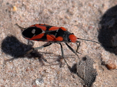 Melanerythrus mactans