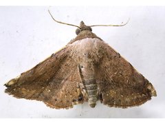 Eublemma latericolor