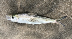 Sardinella