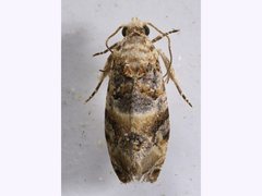 Lobesia transtrifera