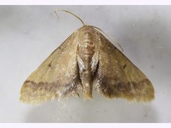 Idaea trypheropa
