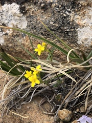Draba paysonii