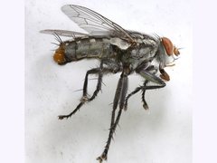 Sarcophaga bifrons