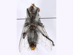 Sarcophaga bifrons