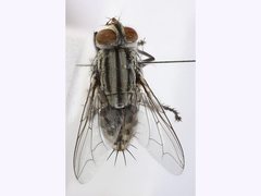 Sarcophaga bifrons