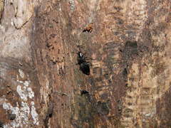 Melandrya dubia
