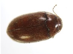 Limnichidae