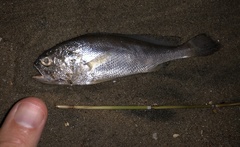 Larimichthys crocea