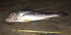Larimichthys crocea