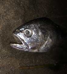 Larimichthys crocea