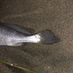 Larimichthys crocea