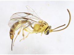 Brachycyrtus