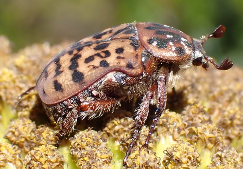 Tiger Fruit Chafer photo 4