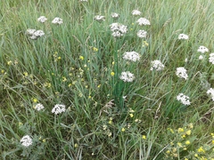 Allium ramosum
