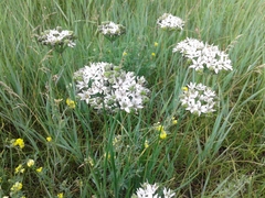 Allium ramosum