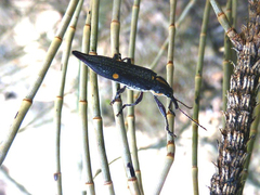 Rhinotia bidentata