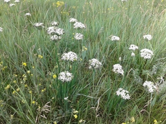 Allium ramosum