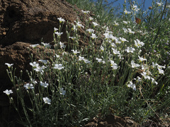 Cerastium argenteum