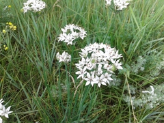 Allium ramosum