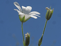 Cerastium argenteum
